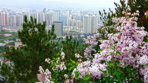 丁香八月在线观看,在线观看，解锁浪漫时光